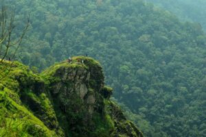 idukki, mountain, forest-7362753.jpg