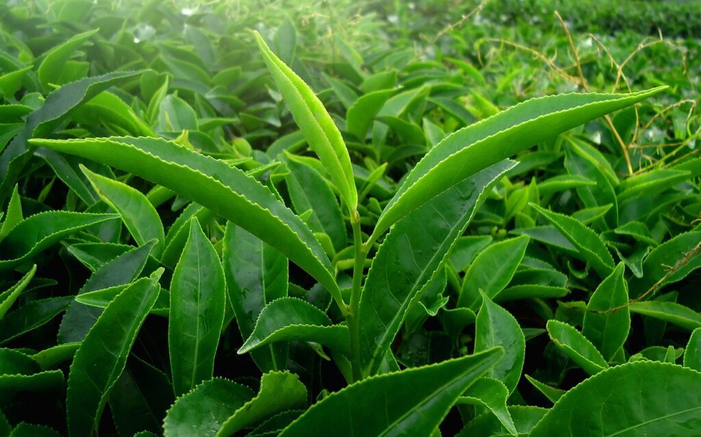 leaf, green, nature-1375470.jpg