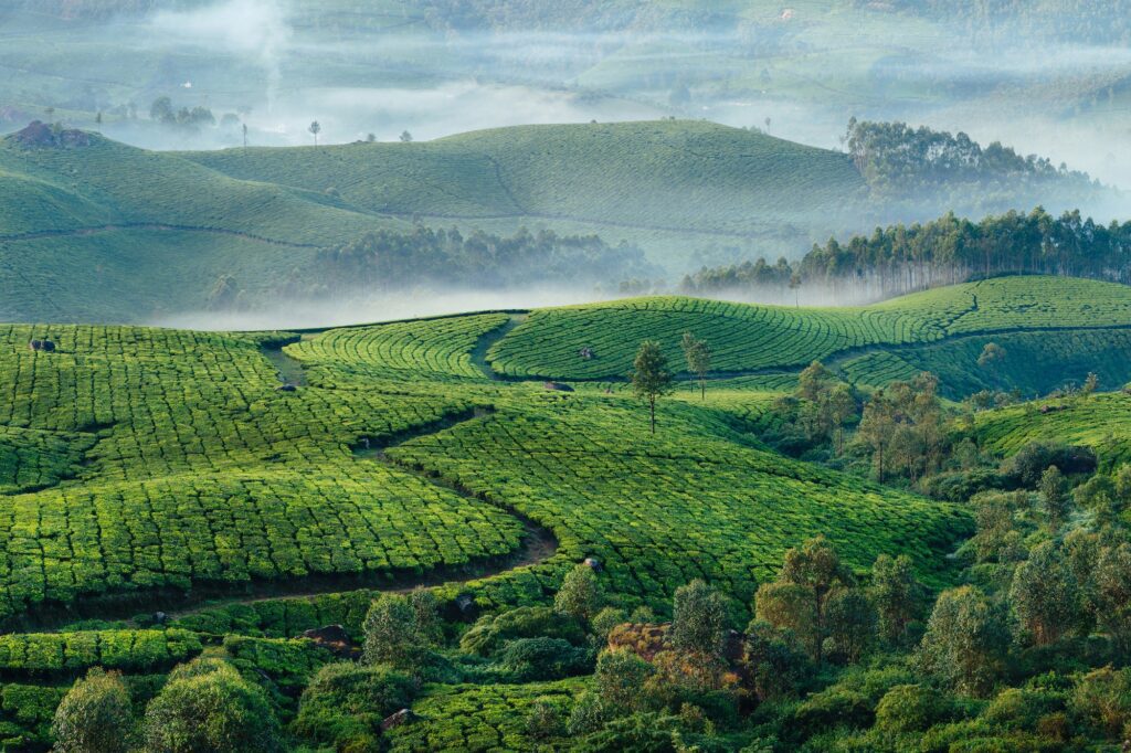 Savouring the Essence of Tranquility: Exploring the Tea Plantations of Idukki