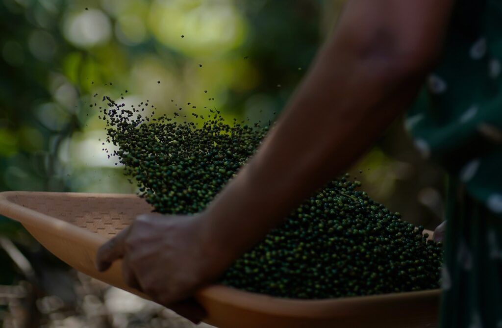 pepper, blackgold, peppers-4929653.jpg