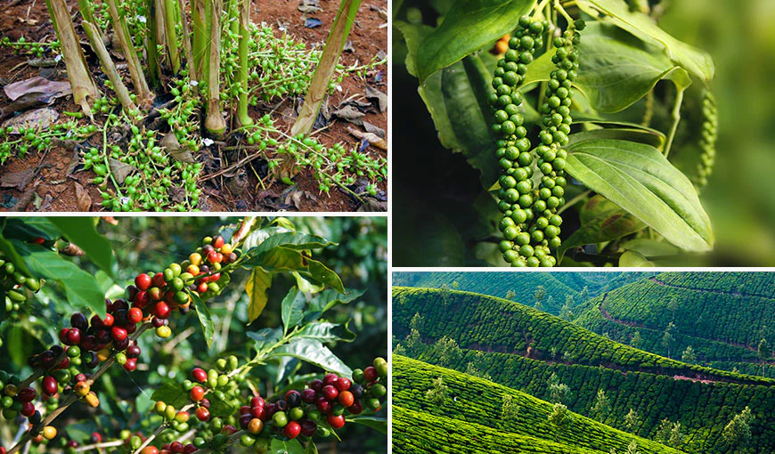 spice-plantation_1024x1024